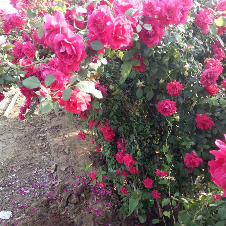 三季蔷薇花色优美 爬藤蔷薇厂家推荐 蔷薇现货上车价
