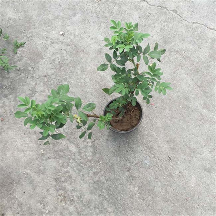 蔷薇花精选厂家 花坛用蔷薇小苗 拱门造型蔷薇花种植基地