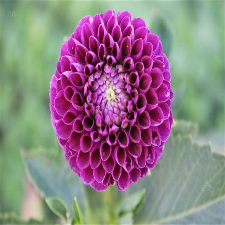 大丽花株型美观 大丽花厂家推荐 花期长成活高耐运输