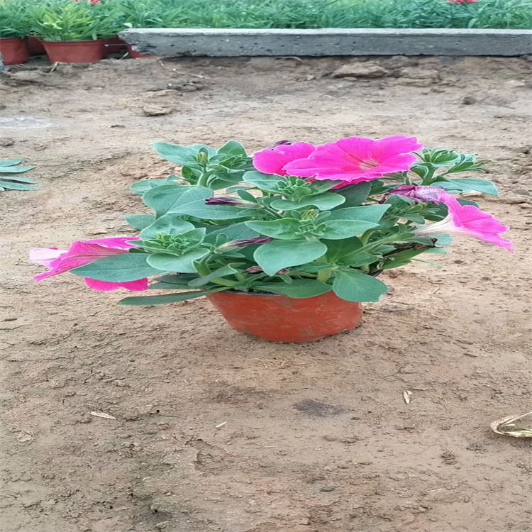 矮牵牛厂家推荐 矮牵牛绿化带摆放花卉 欢迎致电咨询江瑞园艺