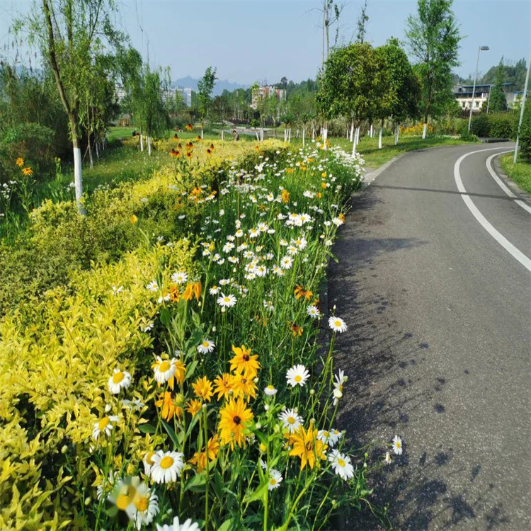 大滨菊厂家推荐 大滨菊花色美观 大滨菊花海花卉基地 欢迎咨询