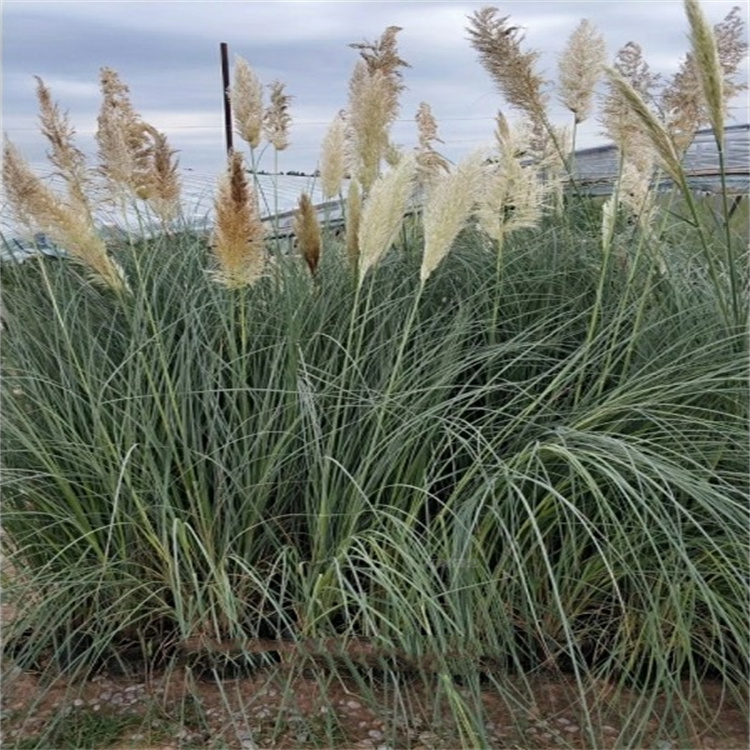 山东矮蒲苇种子培养基地 矮蒲苇湿地用苗 矮蒲苇花色优美