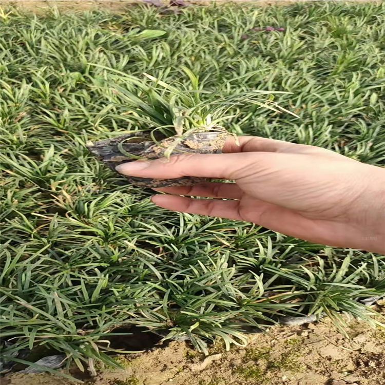 矮麦冬耐修剪 耐践踏 矮麦冬四季美观 移栽成活好 江瑞观赏草基地