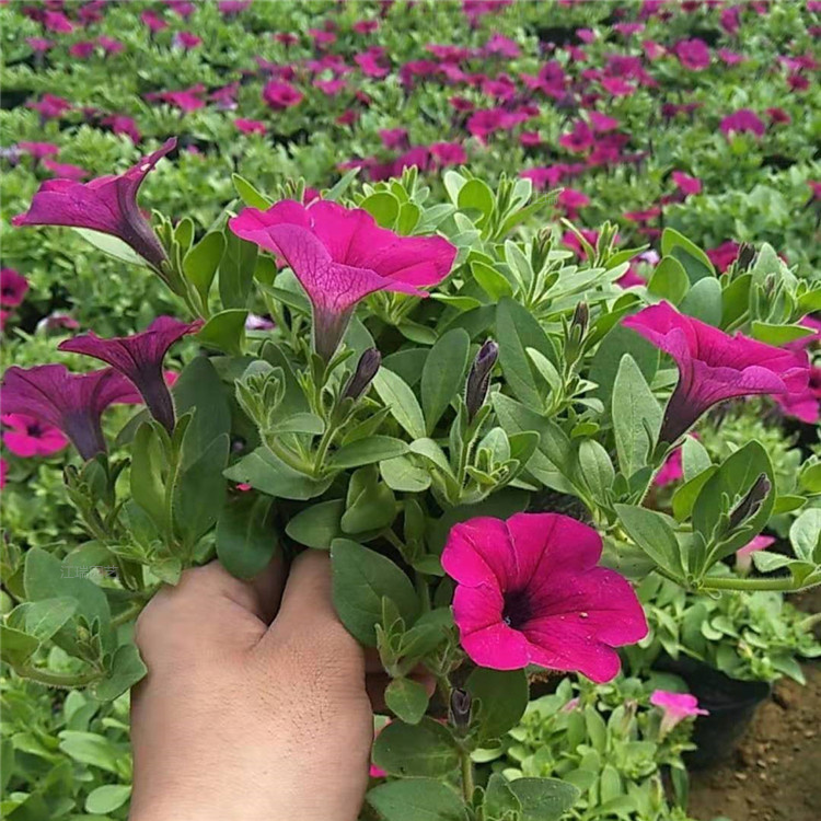 垂吊牵牛花色优美 垂吊牵牛好养易活 江瑞花卉 垂吊牵牛详情致电咨询
