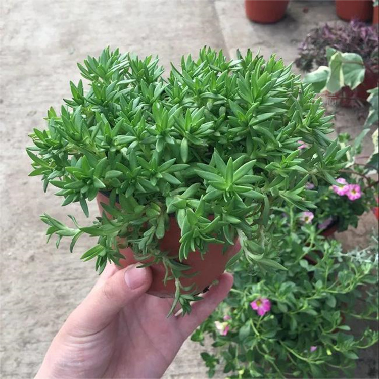 垂盆草耐旱植物 垂盆草厂家推荐 江瑞园艺 垂盆草现货起苗