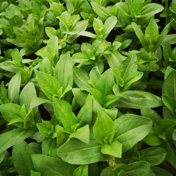 百日草工程苗 小盆百日草 果期7-10月 新希望花卉