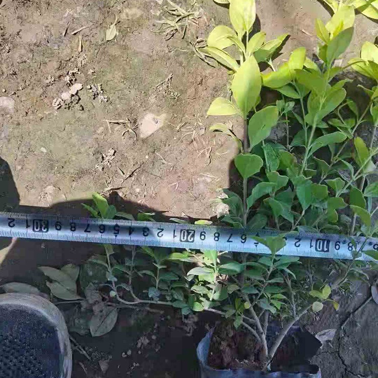 金叶女贞小苗 青州绿化苗木 绿篱用 金叶女贞基地