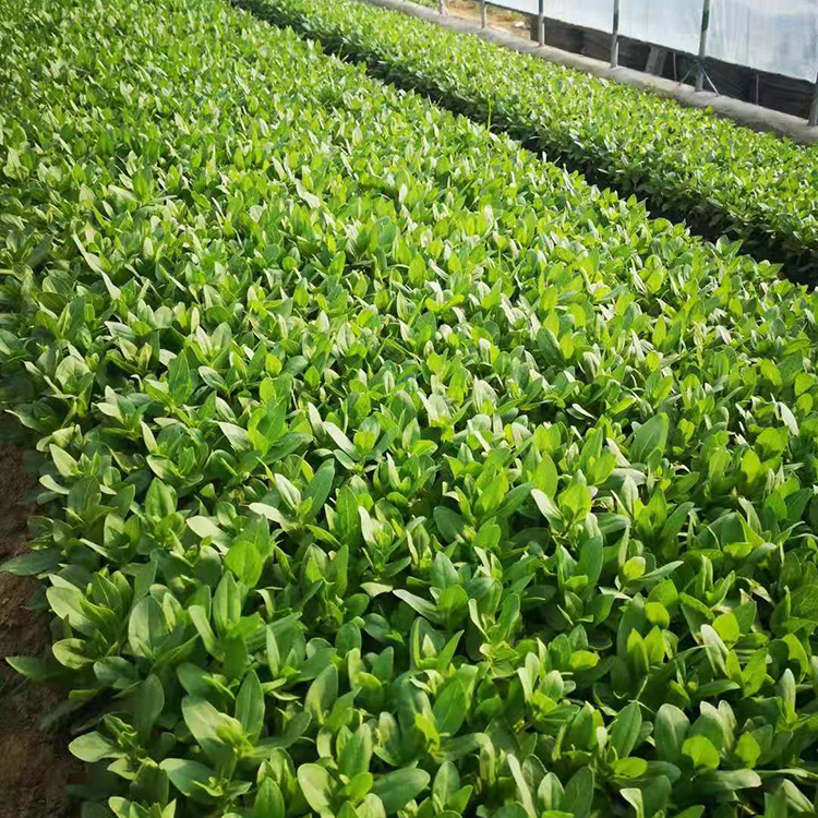 新希望 百日草小苗 观赏用百草菊苗 花期6-9月