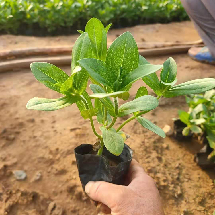 百日草小苗 新希望花卉 盆栽观赏用百日草供应