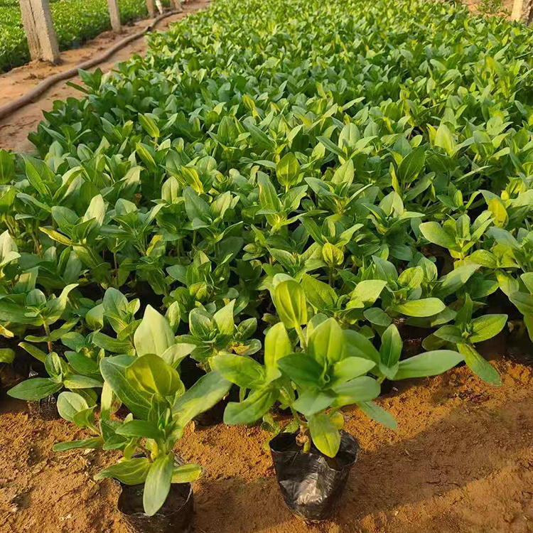 百日草 花海花卉百日菊盆苗 基地供货 新希望花卉