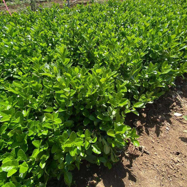 卫矛种植基地 小涵花卉卫矛小苗 卫矛价格