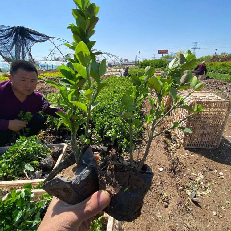 小涵花卉卫矛种植基地 卫矛价格 卫矛小苗