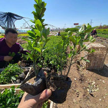 小涵花卉卫矛种植基地 卫矛价格 卫矛小苗