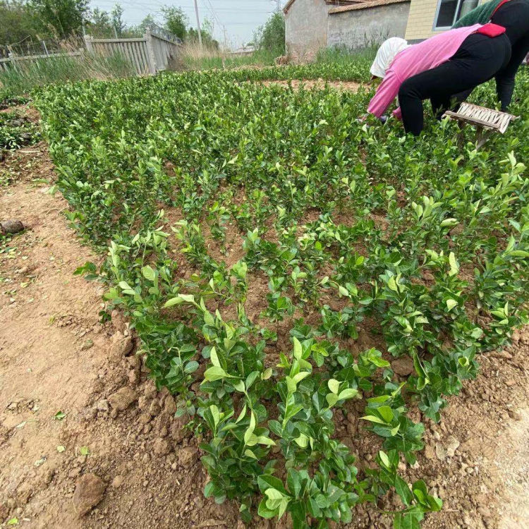 山东种植基地鬼箭羽小苗供应 优质卫矛出售 小涵苗圃
