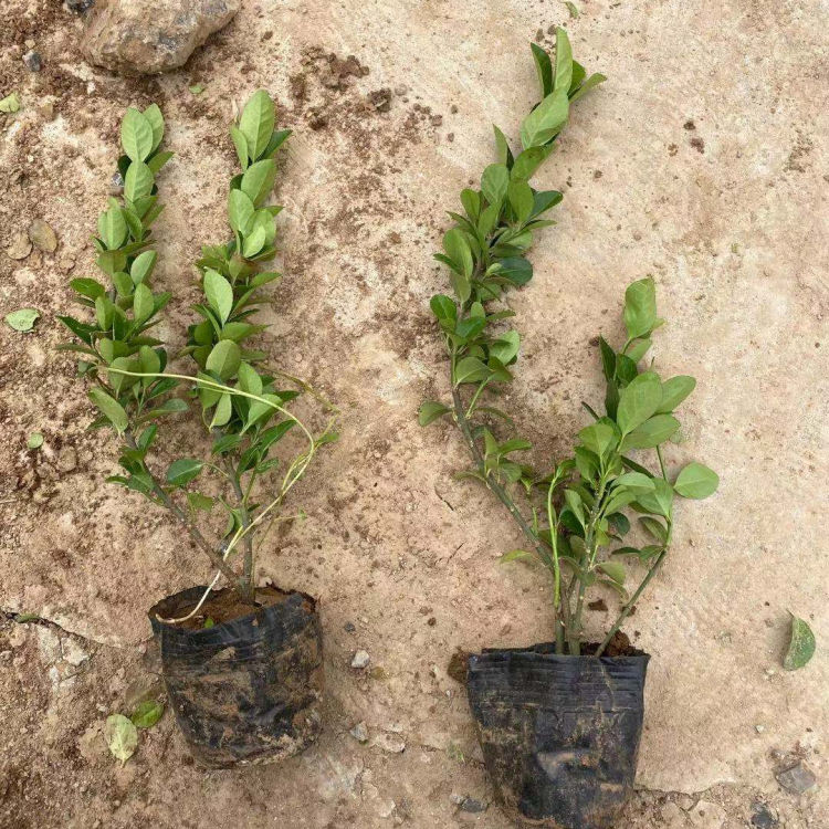 营养杯卫矛种植基地 地栽卫矛价格合理 来电咨询小涵花卉