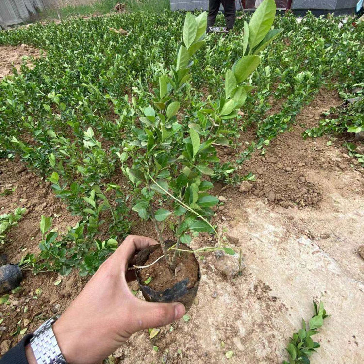 小涵花卉基地卫矛球批发 鬼箭羽盆栽价格 观赏效果较好