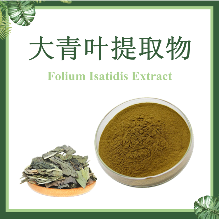 大青叶提取物 10:1 菘蓝提取物 大青叶粉【SC厂家】
