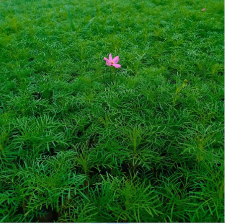 波斯菊花海直供 波斯菊基地供应 波斯菊价格