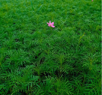 波斯菊花海直供 波斯菊基地供应 波斯菊价格