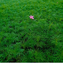 波斯菊花海直供 波斯菊基地供应 波斯菊价格