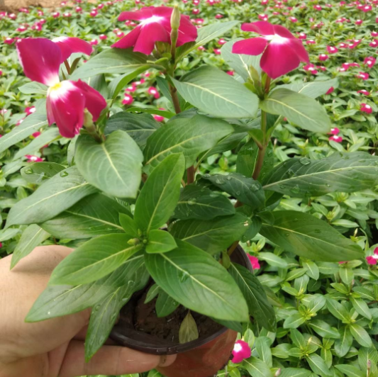 长春花基地出货 长春花租摆 长春花直销