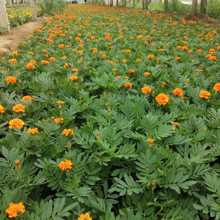 孔雀草花色金黄耀眼   孔雀草大量供应   量大优惠