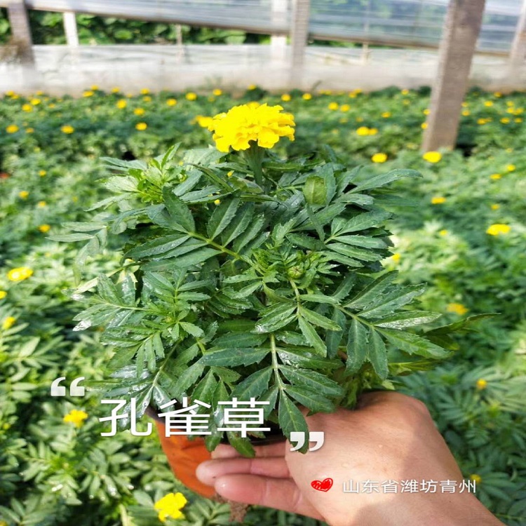 橙色孔雀草   批发孔雀草   长期供应