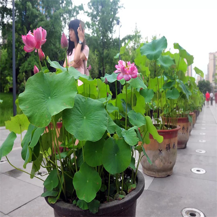 山东荷花耐运输 荷花花姿优美 品种荷花大量供应 江瑞