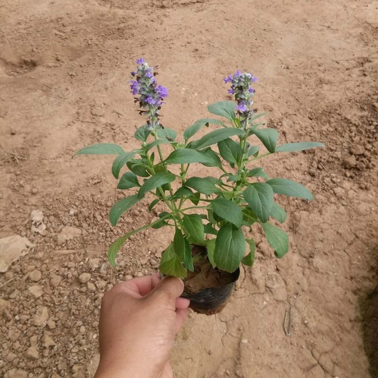 山东地被鼠尾草幼苗 鼠尾草花海 草花鼠尾草现货出售 江瑞园艺