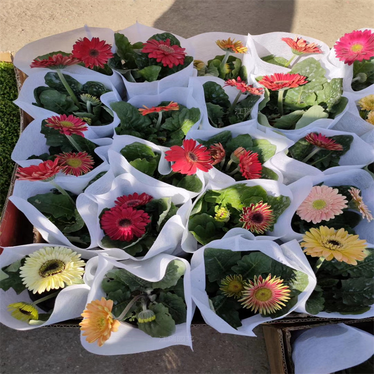 山东非洲菊售卖 非洲菊基地推荐 非洲菊种子批发 江瑞园艺