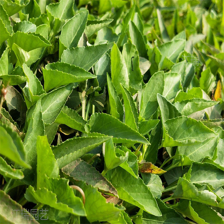 青州紫花地丁营养杯苗现货 紫花地丁园林绿化用 宿根花卉 江瑞园艺