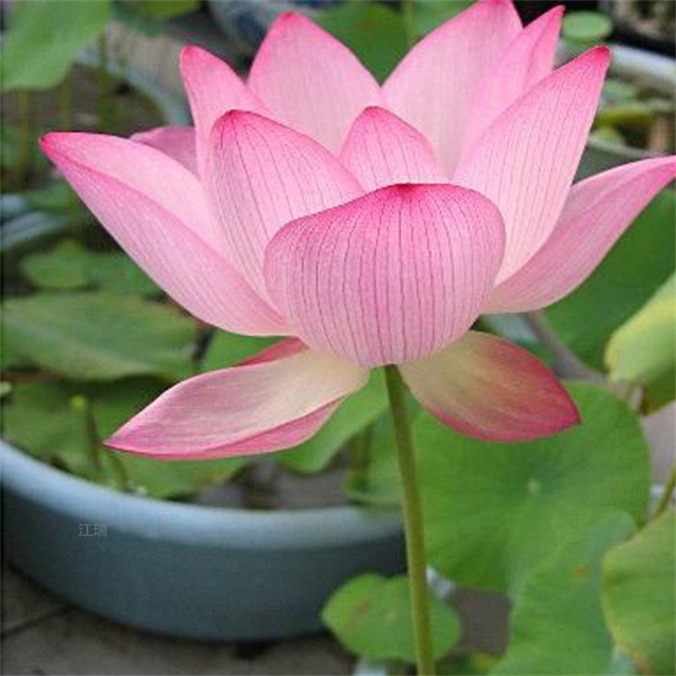 江瑞园艺荷花基地 常年供应各种荷花 花色全 易养活