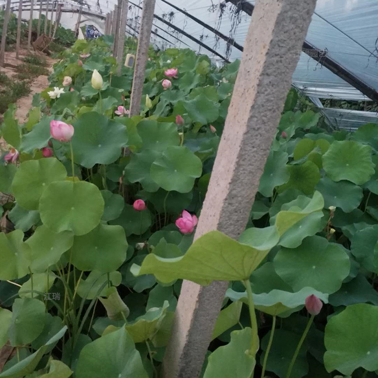 青州荷花小苗培育 荷花规格齐全 专车运送 欢迎选购