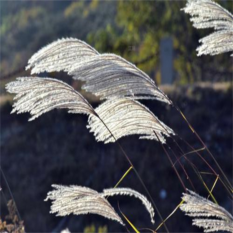 山东荻草采购基地 荻草产地价格 江瑞荻草种植基地