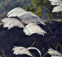 山东荻草采购基地 荻草产地价格 江瑞荻草种植基地