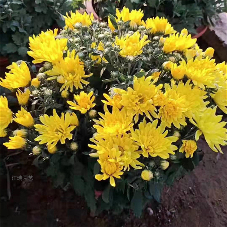 国庆菊幼苗培育基地 青州国庆菊花坛用 国庆菊花色优美
