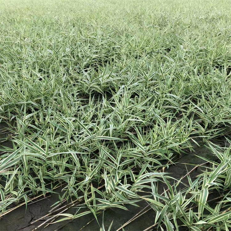 花叶芦竹现货起苗 青州花叶芦竹栽培 花叶芦竹采购基地 江瑞