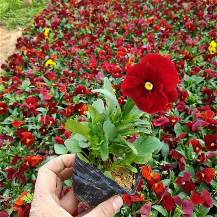 双色盆三色堇批发  三色堇基地  色系艳丽丰富