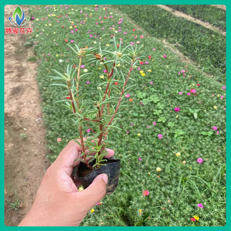 太阳花杯苗 半枝莲 马齿苋 时令草花基地供应