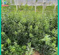 30公分左右连翘花苗 连翘价格 腾骏绿化苗木基地