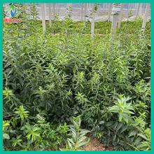30公分左右连翘花苗 连翘价格 腾骏绿化苗木基地