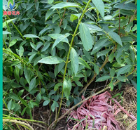 腾骏花卉基地批发工程绿化苗连翘 行道绿化连翘小苗