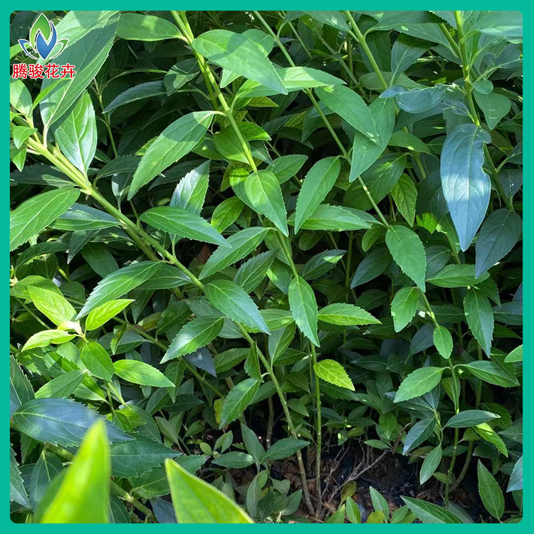 连翘 园林绿化攀爬植物 地栽连翘 株型饱满 观赏性强