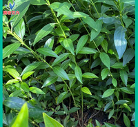 连翘 园林绿化攀爬植物 地栽连翘 株型饱满 观赏性强