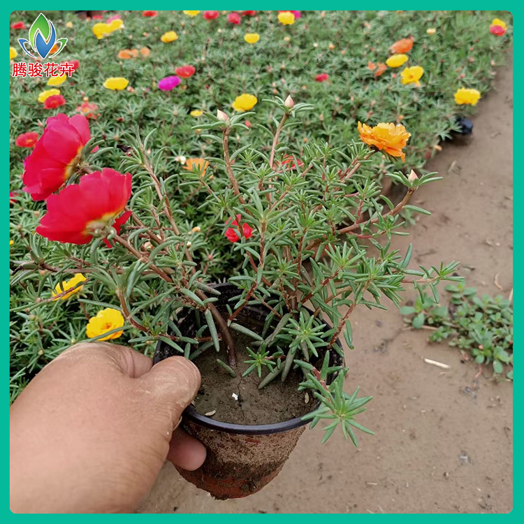 腾骏半枝莲价格 半枝莲种植基地 观赏花卉批发