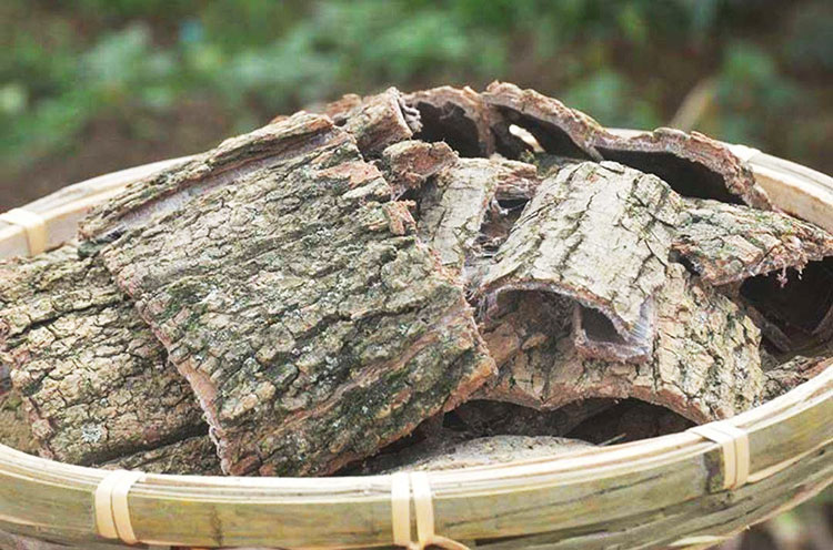 杜仲无硫中药材批发 杜仲厂价直销质量保证 杜仲批发加工 杜仲中药材批发价格 杜仲中药材购销