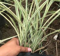 花叶芒  河南河北  观赏草 多年生  盆栽  绿化 