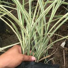 花叶芒  河南河北  观赏草 多年生  盆栽  绿化 