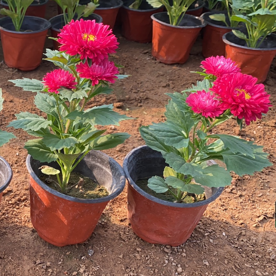 翠菊国庆菊租摆 翠菊种植 翠菊价格