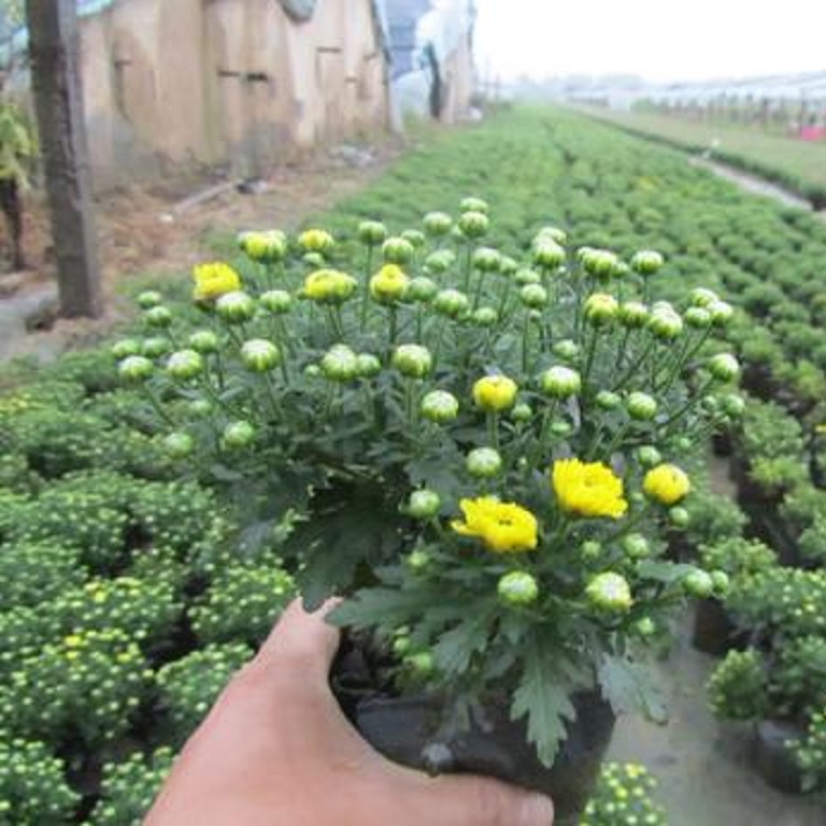 多色系国庆菊培育基地   红色国庆菊   花色种类繁多